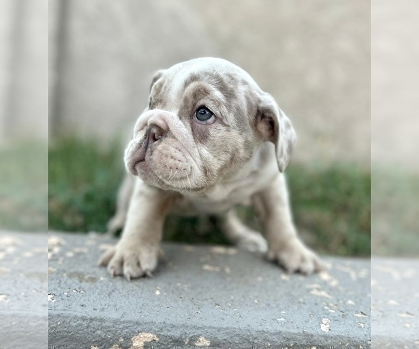 Medium Photo #9 English Bulldog Puppy For Sale in SAN MARINO, CA, USA