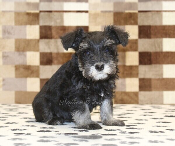 Medium Photo #4 Schnauzer (Miniature) Puppy For Sale in DENVER, PA, USA