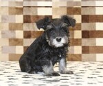 Small #3 Schnauzer (Miniature)