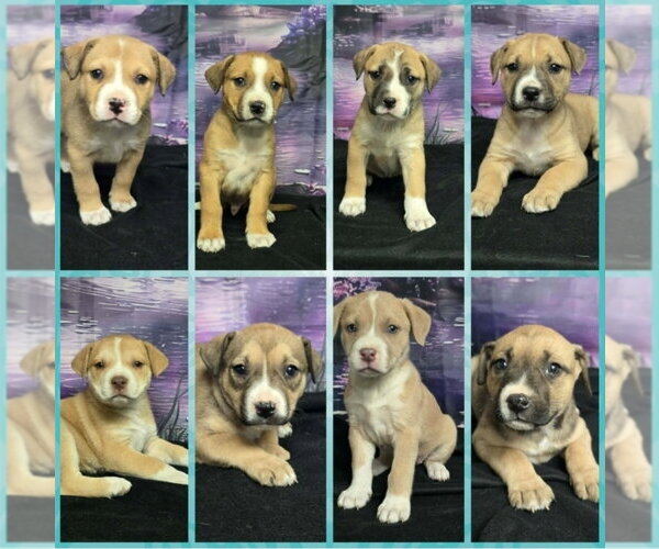 Medium Photo #6 Mutt Puppy For Sale in Lakewood, CO, USA