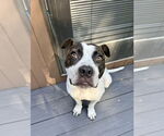 Small #10 Staffordshire Bull Terrier Mix