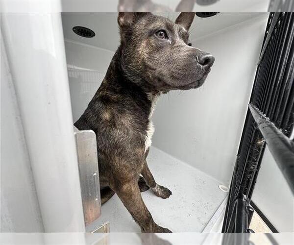 Medium Photo #1 American Pit Bull Terrier-Unknown Mix Puppy For Sale in Houston, TX, USA