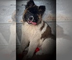Small Photo #15 Akita Puppy For Sale in INGLIS, FL, USA