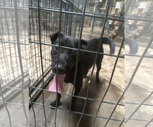 Medium Photo #1 Mutt Puppy For Sale in Jackson, MS, USA