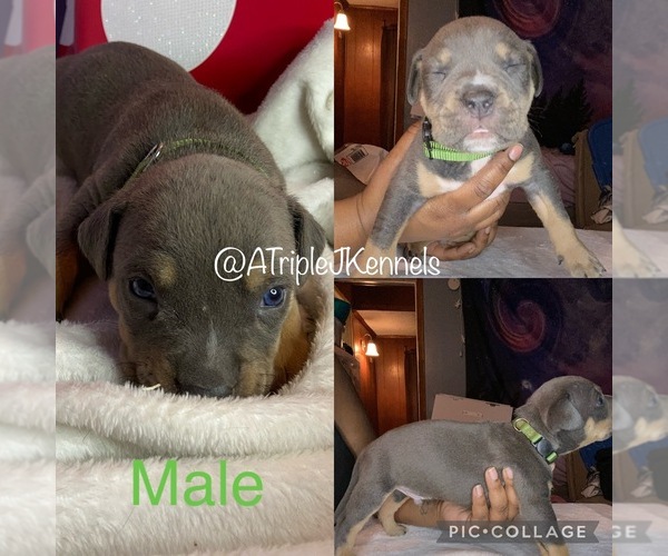 Medium Photo #1 American Bully Puppy For Sale in BEAVER FALLS, PA, USA