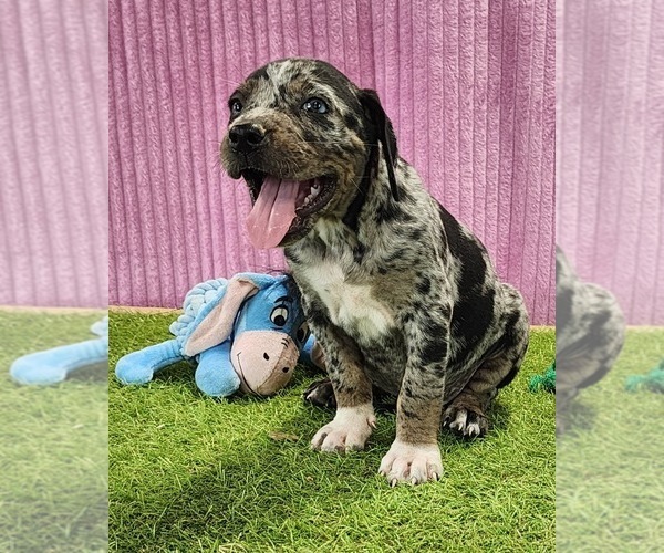 Medium Photo #1 Catahoula Leopard Dog Puppy For Sale in CUMBY, TX, USA