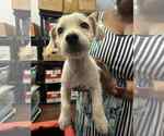 Small #1 Mutt