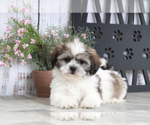 Zuchon Puppy for sale in MARIETTA, GA, USA