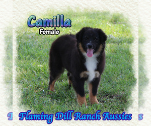 Miniature Australian Shepherd Puppy for sale in FORESTBURG, TX, USA