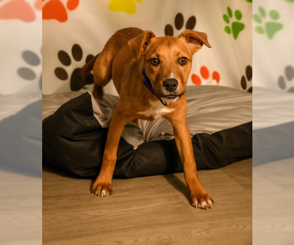 Medium Photo #2 Rhodesian Ridgeback-Unknown Mix Puppy For Sale in Brooklyn Center, MN, USA