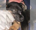 Small #3 Rottweiler Mix