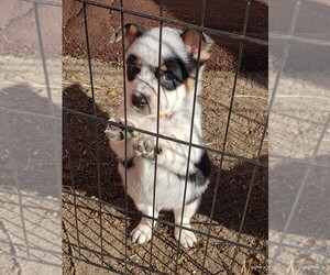 Cowboy Corgi Puppy for Sale in BRIGGSDALE, Colorado USA