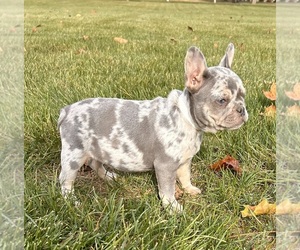 French Bulldog Puppy for Sale in MIDDLEBURY, Indiana USA