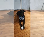 Small #3 Labrador Retriever Mix