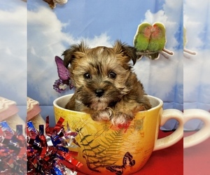 Cavachon Puppy for sale in CASSVILLE, MO, USA