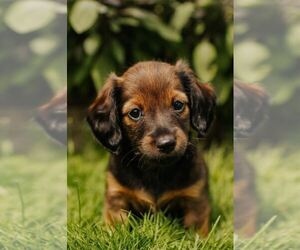 Dachshund Puppy for sale in WESTLAND, MI, USA