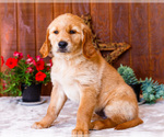 Puppy Calla Golden Retriever