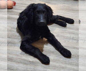 Addie - Female Goldendoodle Dog for Adoption - Photo #3