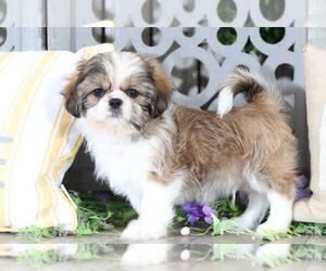 Shih Tzu Puppy for sale in MOUNT VERNON, OH, USA