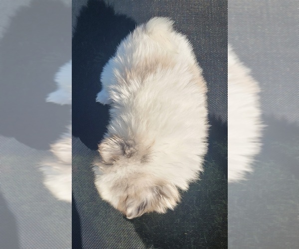 Medium Photo #3 Pomeranian Puppy For Sale in ORRVILLE, OH, USA