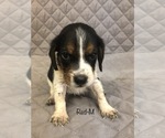 Small Photo #6 Beagle Puppy For Sale in MUSTANG, OK, USA