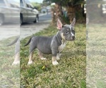 Small #11 American Bully