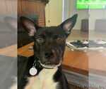 Small #3 Labrador Retriever Mix