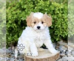 Small #3 Cavapoo