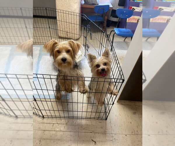 Medium Photo #2 Mutt Puppy For Sale in Portland, IN, USA