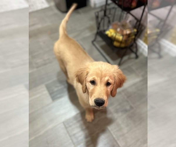 Medium Photo #3 Golden Retriever Puppy For Sale in SAN FRANCISCO, CA, USA