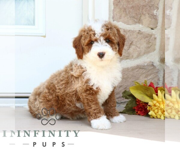 Medium Photo #1 Goldendoodle (Miniature) Puppy For Sale in GORDONVILLE, PA, USA