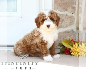 Goldendoodle (Miniature) Puppy for sale in GORDONVILLE, PA, USA