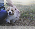 Small #16 Pembroke Welsh Corgi