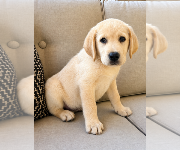 Medium Photo #4 Labrador Retriever Puppy For Sale in FAIR HAVEN, MI, USA