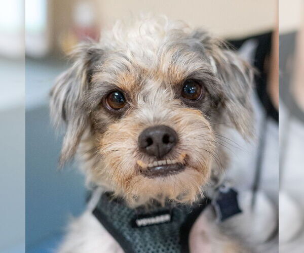 Medium Photo #7 Mutt Puppy For Sale in Mundelein, IL, USA