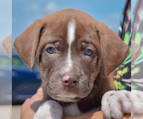Medium Photo #6 American Bulldog-Chocolate Labrador retriever Mix Puppy For Sale in Huntley, IL, USA