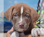 Small #5 American Bulldog-Chocolate Labrador retriever Mix