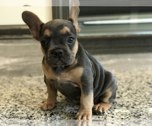 French Bulldog Puppy for sale in PEMBROKE, KY, USA