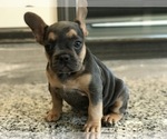 Small Photo #1 French Bulldog Puppy For Sale in PEMBROKE, KY, USA