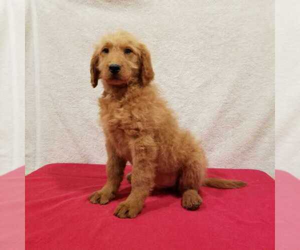 Medium Photo #2 Goldendoodle Puppy For Sale in NORWOOD, MO, USA