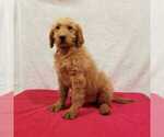 Small Photo #2 Goldendoodle Puppy For Sale in NORWOOD, MO, USA