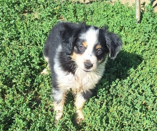 Medium Photo #2 Miniature Australian Shepherd Puppy For Sale in FAIRVIEW, SD, USA
