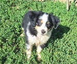 Small #1 Miniature Australian Shepherd