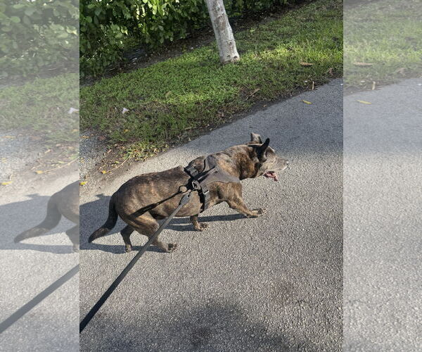 Medium Photo #3 Holland Shepherd-Unknown Mix Puppy For Sale in Miami, FL, USA