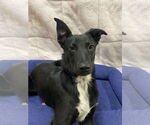 Small #3 Border Collie Mix