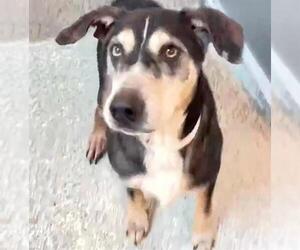 Basset Hound-Unknown Mix Dogs for adoption in Houston, TX, USA