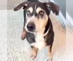 Small Basset Hound Mix