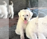 Small Photo #3 Great Pyrenees Puppy For Sale in FROSTPROOF, FL, USA