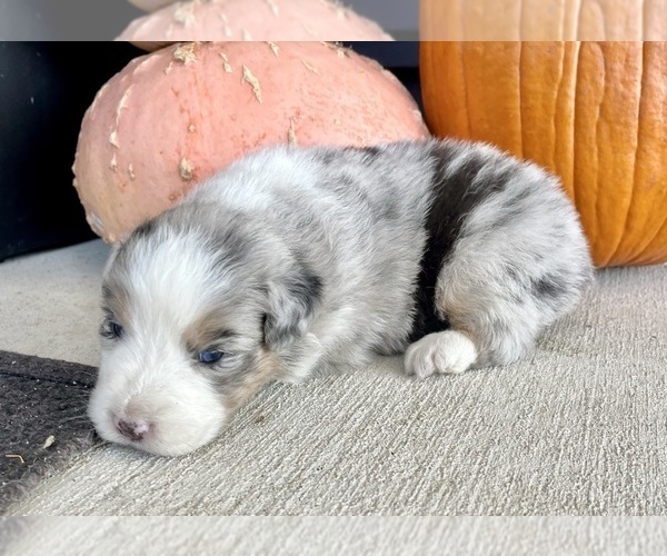 Medium Photo #3 Australian Shepherd Puppy For Sale in LODA, IL, USA