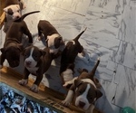 Small Photo #3 American Staffordshire Terrier Puppy For Sale in WALDORF, MD, USA